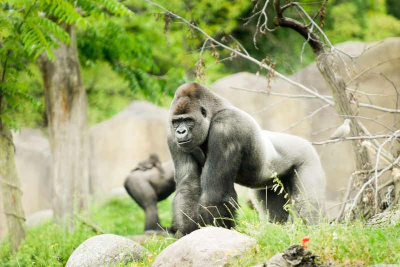 Rotterdam: Rotterdam Zoo Blijdorp Entry Ticket - Amazonica butterfly paradise: warm, fragrant, and weird in a good way