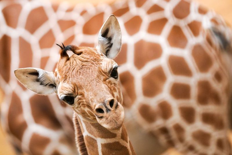 Rotterdam: Rotterdam Zoo Blijdorp Entry Ticket - Ocean + land + polar vibes: Ice Cave and extra wow moments