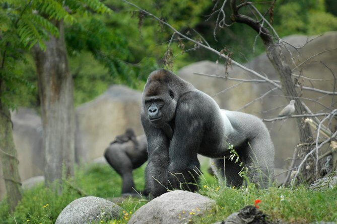 Rotterdam Zoo Diergaarde Blijdorp Direct Entrance Ticket - The Authentic Voice of Visitors