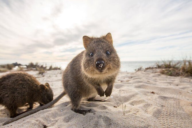 Rottnest Bayseeker Bus Tour from Hillarys Boat Harbour - Key Points