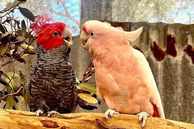 Rottnest Island All-Inclusive Grand Island Tour from Perth - FAQ