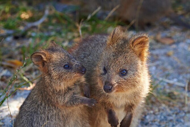 Rottnest Island Fast Ferry from Hillarys Boat Harbour Including Bike Hire - Returning to Hillarys
