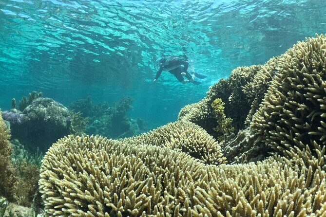 Rottnest Island Guided Snorkel Boat Experience - Who Will Love This Tour?