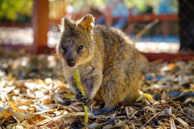 Rottnest Island Round Trip Ferry from Fremantle - The Experience in Detail