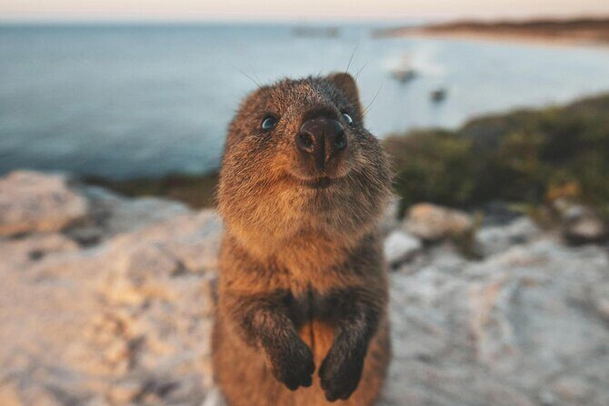 Rottnest Island Round-Trip Ferry from Perth - Who Is This Tour Best For?
