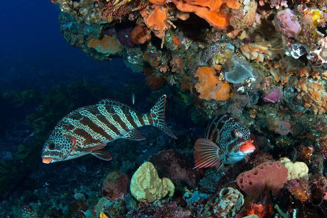 Rottnest Island scuba dive tour - What to Expect from the Rottnest Island Scuba Dive Tour