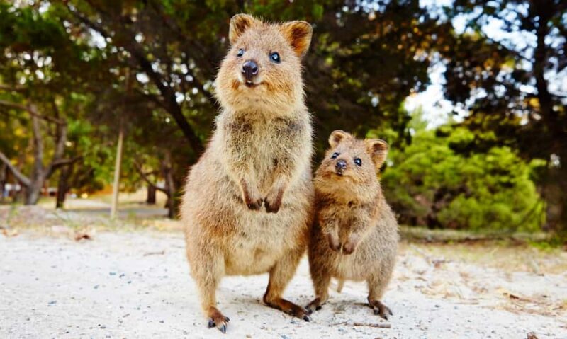 Rottnest Island Segway 1-Hour Settlement Tour - What We Love About This Tour