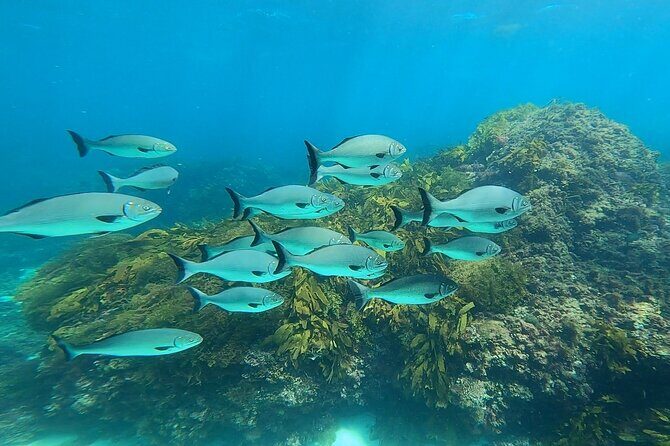 Rottnest Island 'Snorkel and Sail' - Final Thoughts: Is It Worth It?