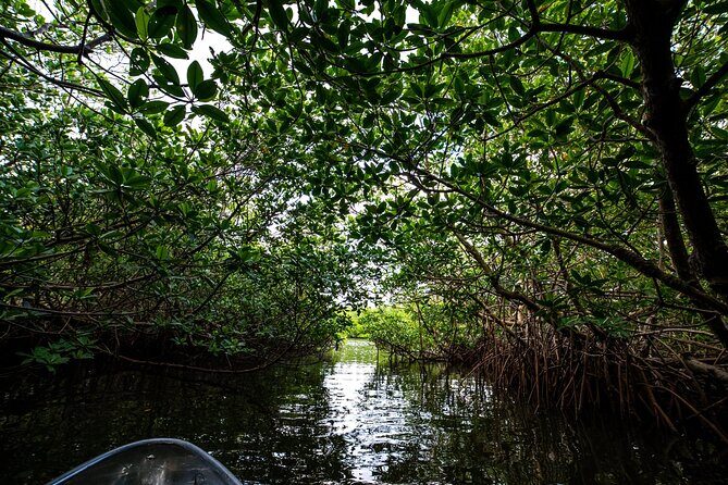 Round Island 2-Hour Glass Bottom Guided Kayak Eco Tour - FAQ