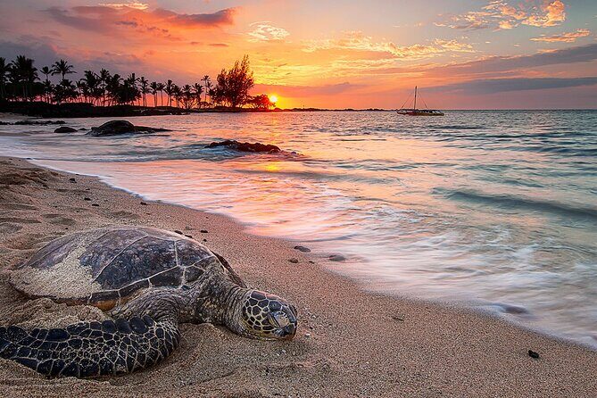 Round Trip Private Transfer Honolulu Airport HNL to Honolulu City - The Details: What to Expect from This Transfer Service