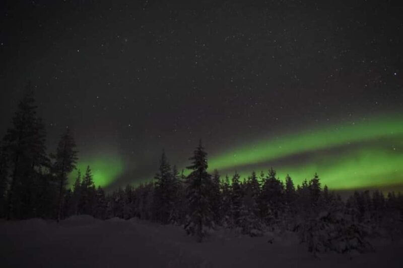 Rovaniemi: 2km Aurora Reindeer Safari Through the Forest - Key Points