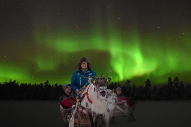 Rovaniemi: 2km Aurora Reindeer Safari Through the Forest - The Experience Quality & Value