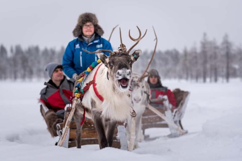 Rovaniemi: 2km Reindeer Sled Ride Through the Forest - A Closer Look at the Experience