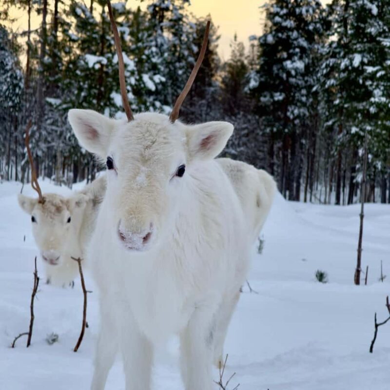 Rovaniemi: 3h Electric Snowmobile Safari at Reindeer Farm - What to Expect from the Tour