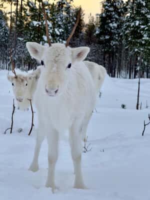 Rovaniemi: 3h Electric Snowmobile Safari at Reindeer Farm - Practical Details and Logistics