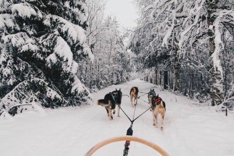 Rovaniemi: 7-Kilometer Self-Driven Apukka Husky Adventure - Key Points