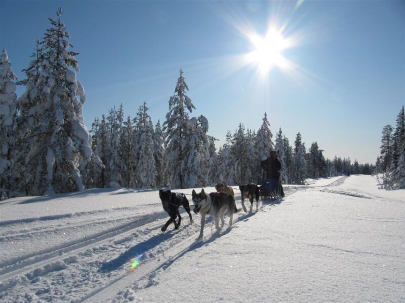 Rovaniemi: 7-Kilometer Self-Driven Apukka Husky Adventure - Pricing and Value for Money