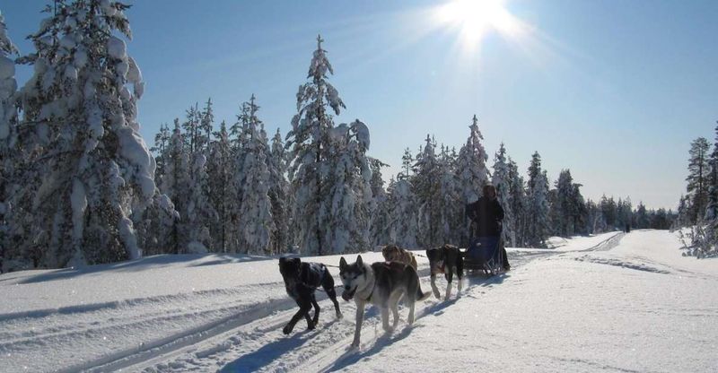 Rovaniemi: Apukka Husky Adventure 7km, self-driven - Training to Be a Musher: You Steer, You Watch, You Brake