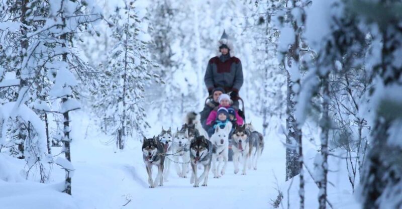 Rovaniemi: 7km Self-Drive Husky Sleigh Ride Adventure - What the Tour Entails
