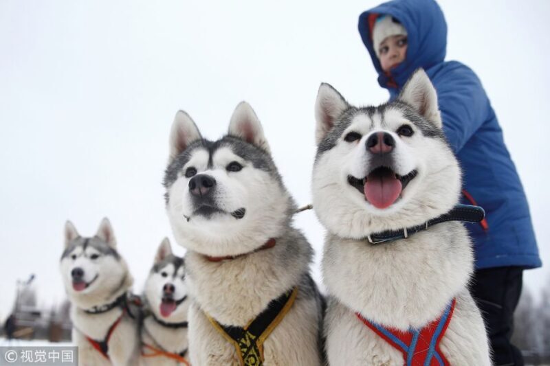 Rovaniemi: 7km Self-Drive Husky Sleigh Ride Adventure - The Practical Side: Cost and What’s Included