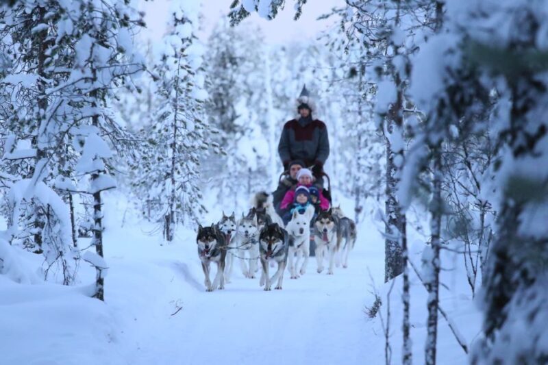 Rovaniemi: 7km Self-Drive Husky Sleigh Ride Adventure - The Experience from the Travelers View