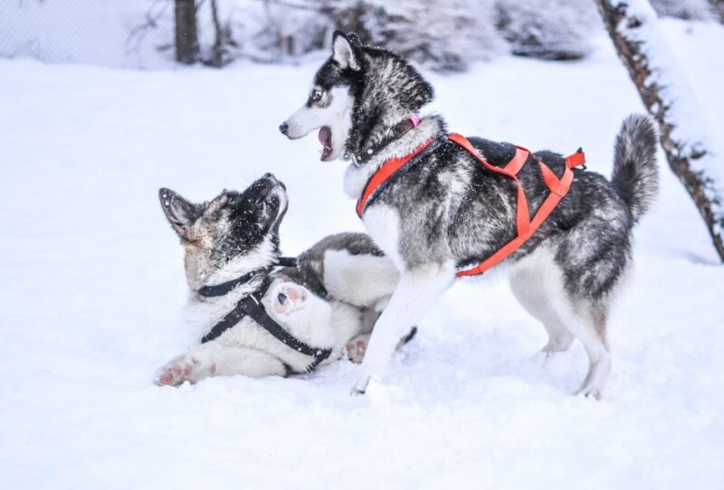 Rovaniemi: 7km Self-Drive Husky Sleigh Ride Adventure - FAQ