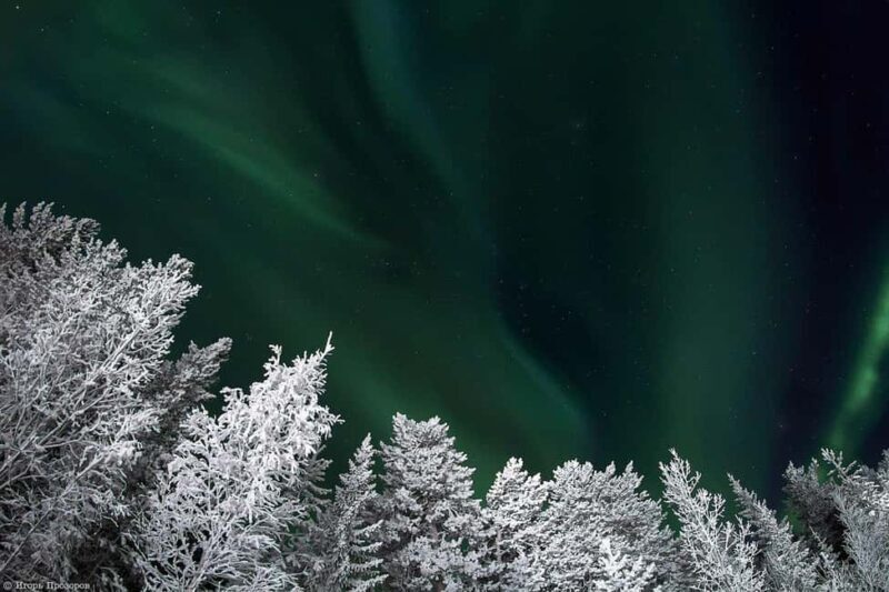 Rovaniemi: All-Inclusive Ranua Zoo Excursion & Aurora Dinner - An In-Depth Look at the Tour Experience