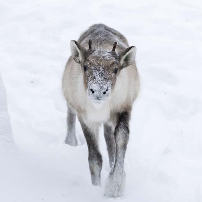 Rovaniemi: All-Inclusive Ranua Zoo Excursion & Aurora Dinner - Final Thoughts