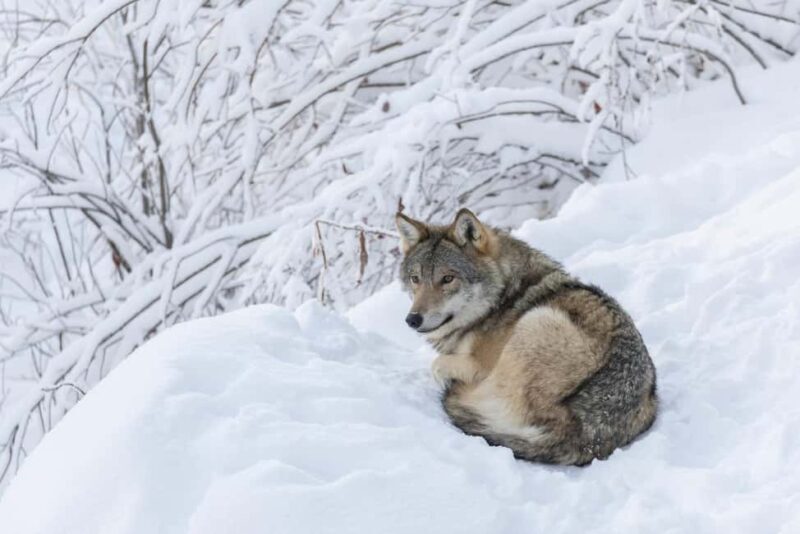 Rovaniemi: All-Inclusive Ranua Zoo Excursion & Aurora Dinner - FAQ