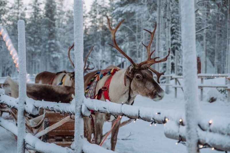 Rovaniemi: Apukka Reindeer Journey - Frequently Asked Questions (FAQ)