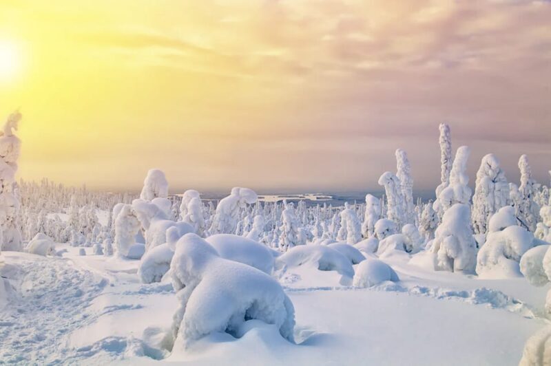 Rovaniemi: Arctic Animals Sleigh Rides and Wildlife Zoo - Key Points