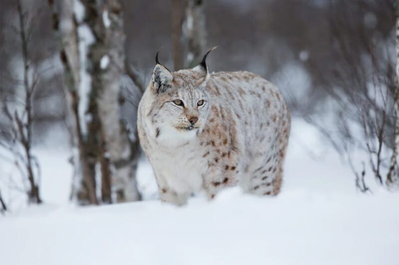 Rovaniemi: Arctic Animals Sleigh Rides and Wildlife Zoo - Who Should Consider This Tour?