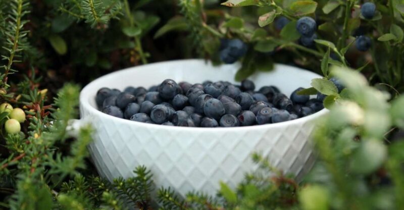 Rovaniemi: Arctic Berry & Mushroom Foraging Tour - Value and Practical Considerations
