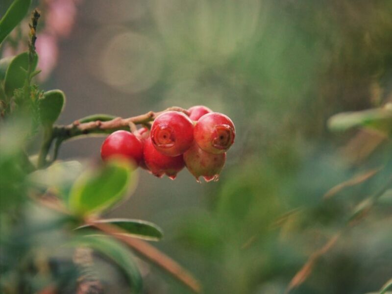 Rovaniemi: Arctic Berry & Mushroom Foraging Tour - FAQ