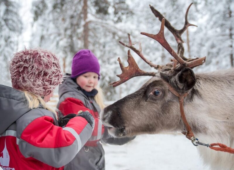 Rovaniemi: Arctic Reindeer Experience with Lunch - The Forest and the Setting
