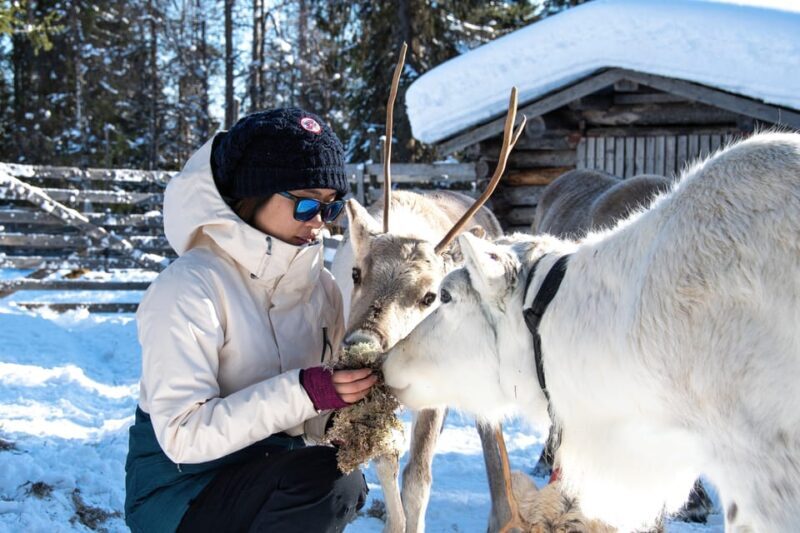 Rovaniemi: Arctic Reindeer Experience with Lunch - Who Is This Tour Best For?