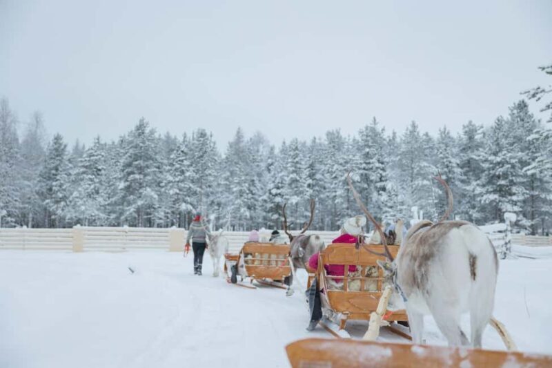 Rovaniemi: Arctic TreeHouse Experiences Aurora Reindeer Tour - The Experience in Detail