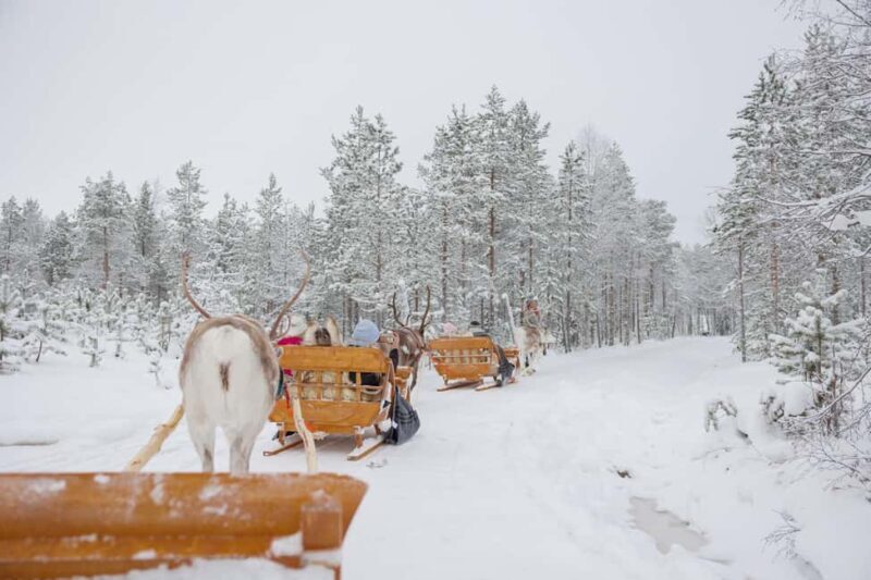 Rovaniemi: Arctic TreeHouse Experiences Aurora Reindeer Tour - Practical Considerations