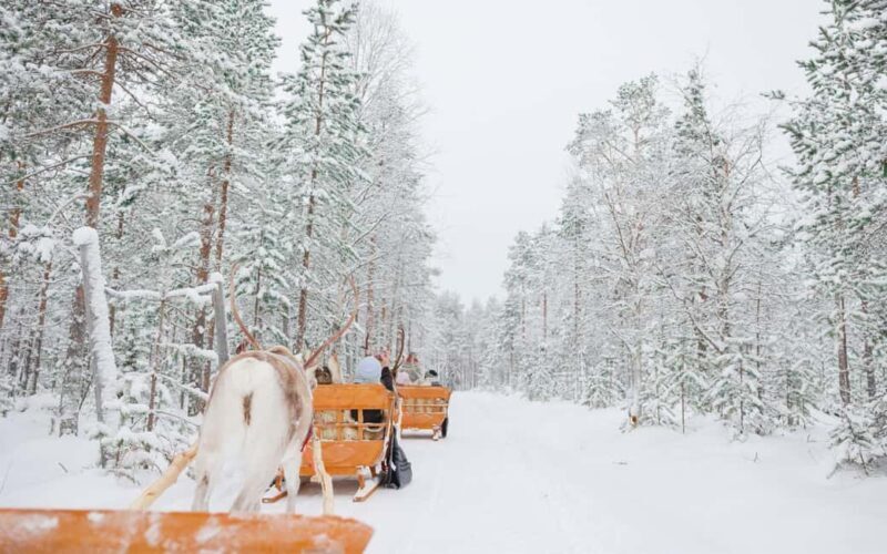 Rovaniemi: Arctic TreeHouse Experiences Reindeer Expedition - Key Points