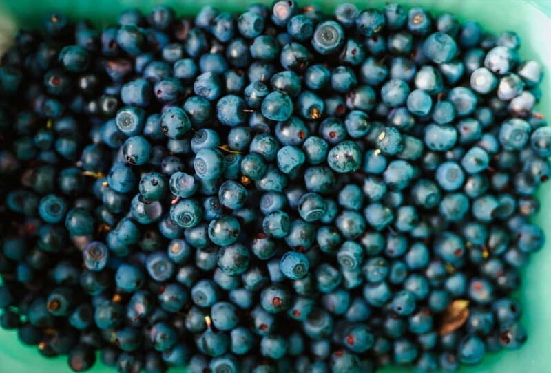 Rovaniemi: Arctic Wild Berry & Mushroom Foraging and Tasting - Who Should Consider This Tour?