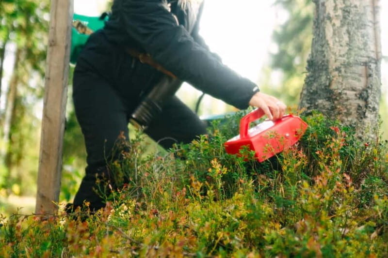 Rovaniemi: Arctic Wild Berry & Mushroom Foraging and Tasting - FAQ