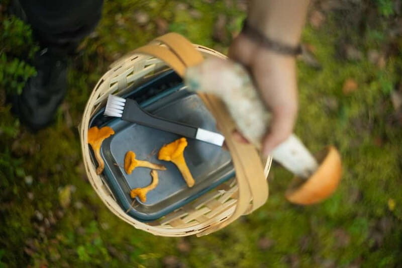 Rovaniemi: Arctic Wild Berry & Mushroom Foraging and Tasting - Final Thoughts