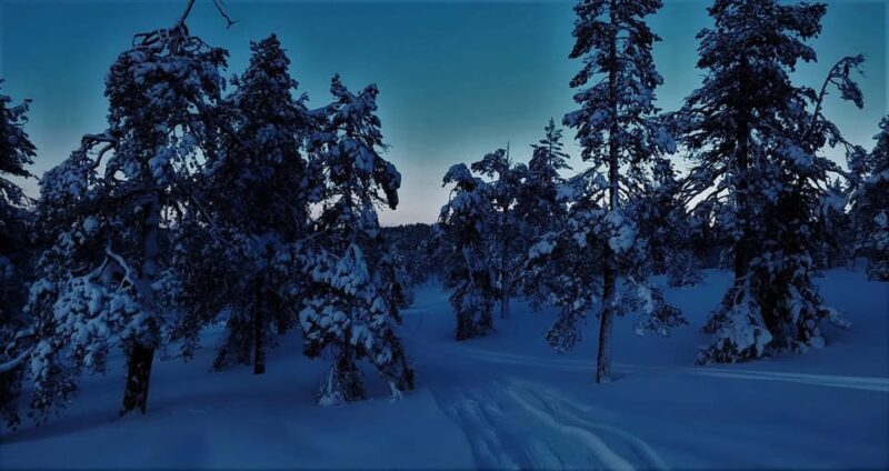 Rovaniemi: Aurora Hunting Tour in the Forest with Hot Drinks - How This Tour Shines