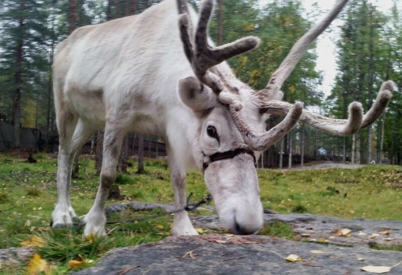 Rovaniemi: Authentic Reindeer Farm & Canoeing - What the Experience Looks Like