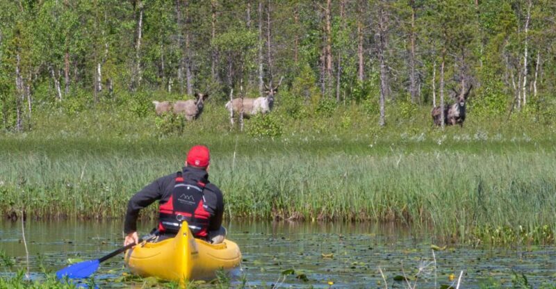 Rovaniemi: Authentic Reindeer Farm & Canoeing - What to Keep in Mind