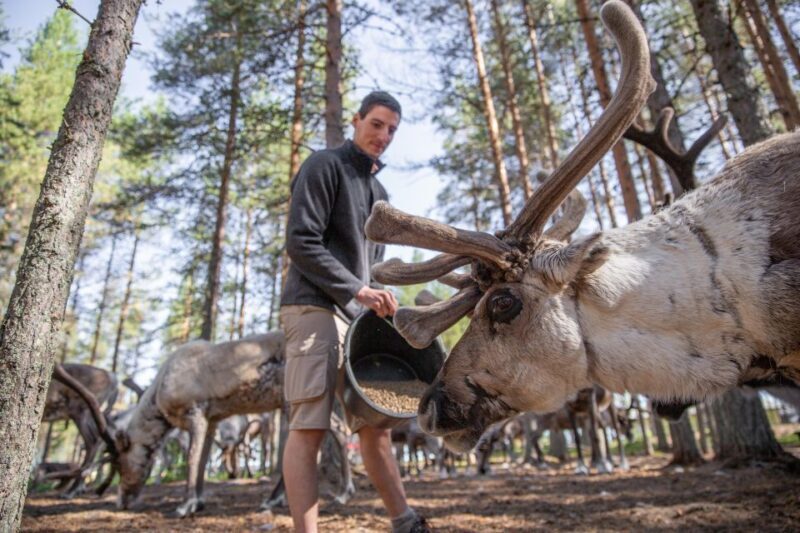 Rovaniemi: Authentic Reindeer Farm & Canoeing - Who Will Love This Tour?