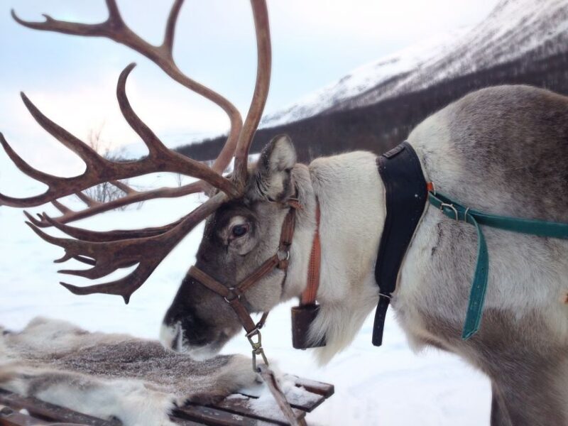 Rovaniemi: Authentic Reindeer Farm Visit and Sleigh Ride - Who Is This Tour Best For?