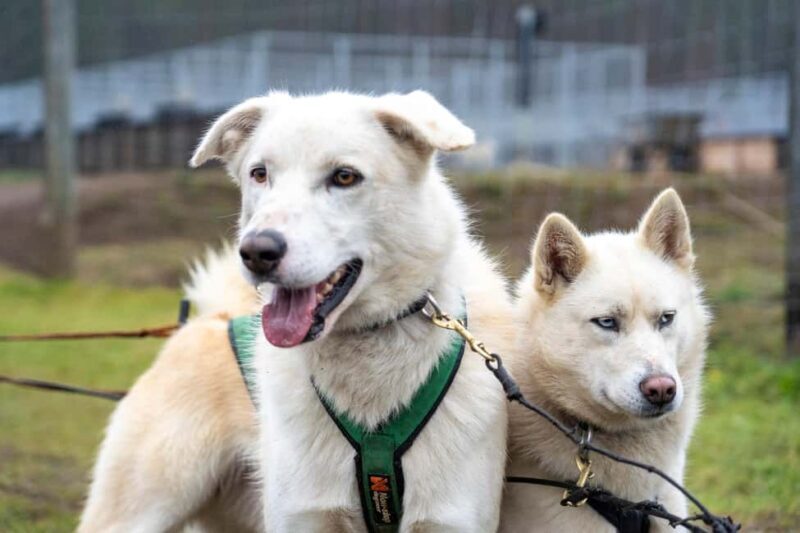 Rovaniemi: Autumn Husky Cart Ride with Hot Drink & Pickup - Key Points