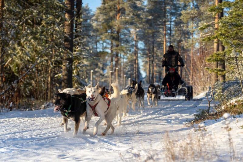 Rovaniemi: Autumn Husky Cart Ride with Hot Drink & Pickup - Exploring the Tour: What You Can Expect