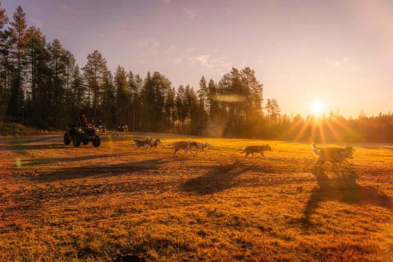 Rovaniemi: Autumn Husky Cart Ride with Hot Drink & Pickup - Is It Worth the Price?